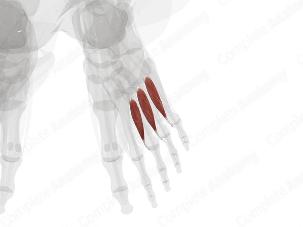 Plantar Interossei Muscles (Left)