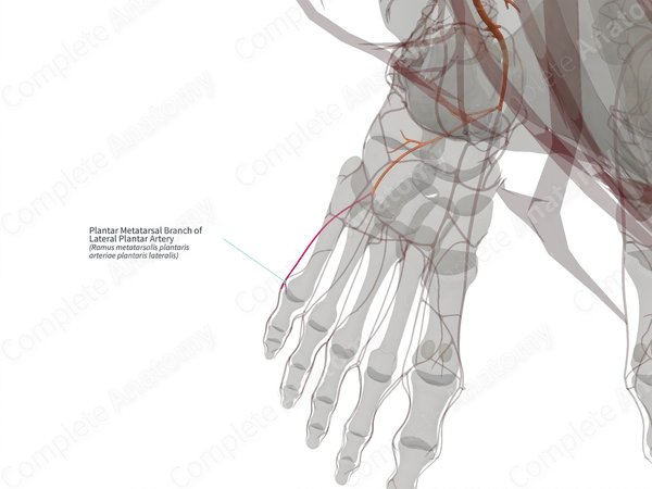 Plantar Metatarsal Branch of Lateral Plantar Artery (Right)