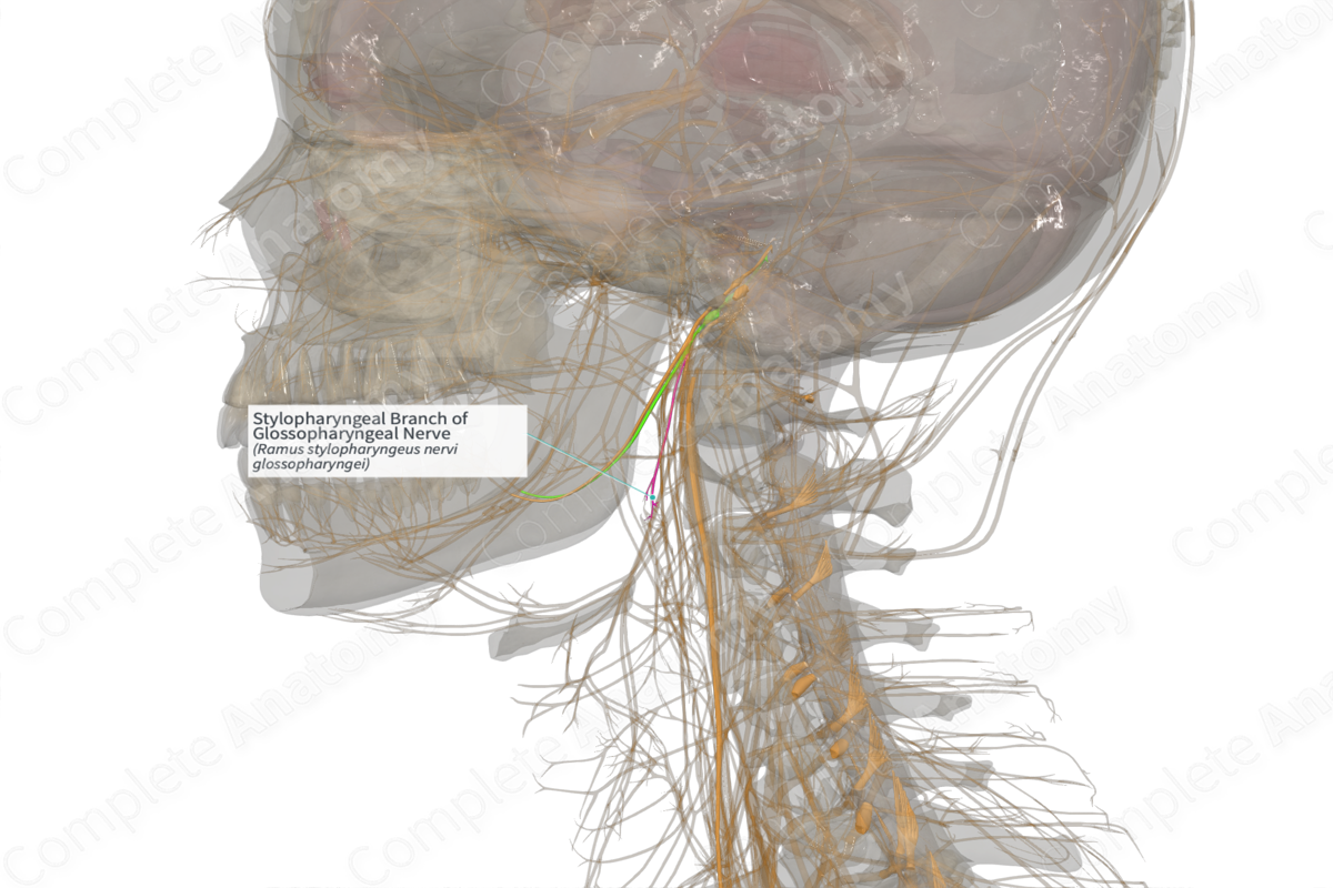 Stylopharyngeal Branch of Glossopharyngeal Nerve (Right)