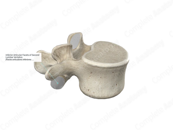 Inferior Articular Facets of Second Lumbar Vertebra