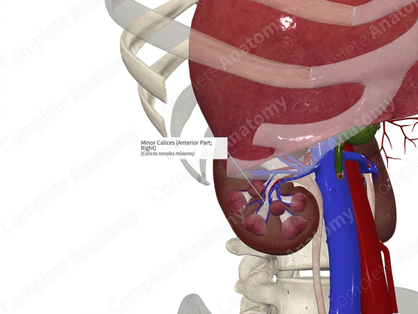 Minor Calices (Anterior Part; Right)