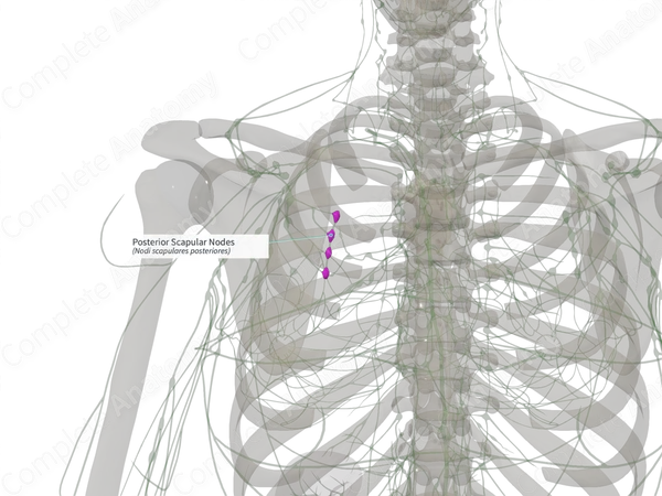 Posterior Scapular Nodes (Right)