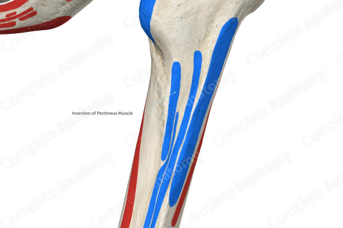 Insertion of Pectineus Muscle