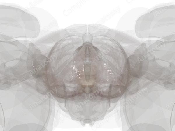 Superficial Investing Fascia of Perineum