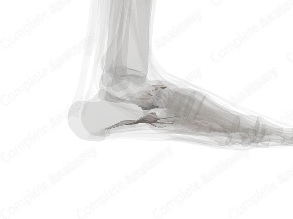 Transverse Tarsal Joint (Left)