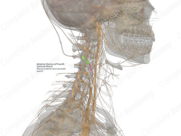Anterior Ramus of Fourth Cervical Nerve (Left)