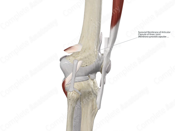 Synovial Membrane of Articular Capsule of Knee Joint