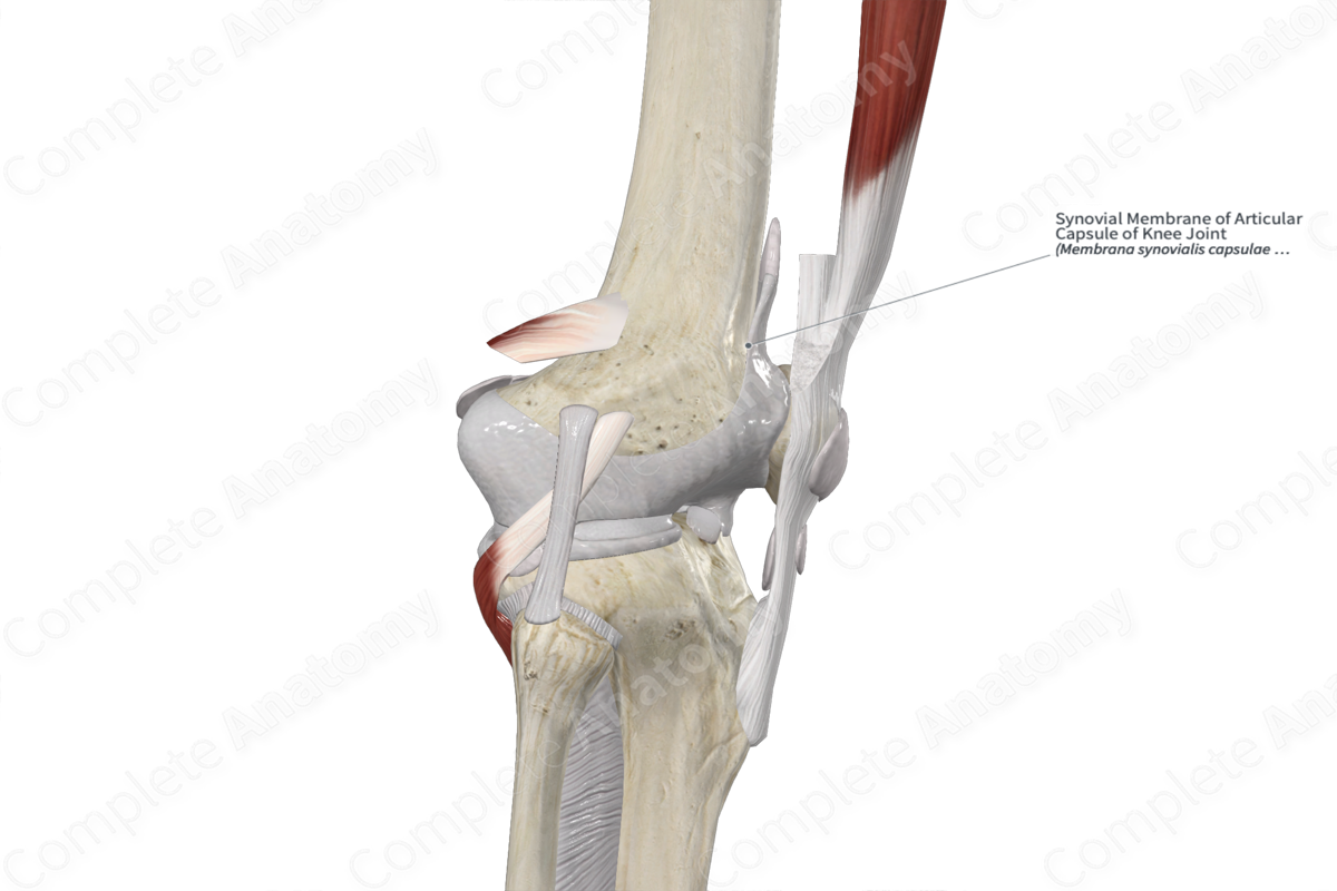 Synovial Membrane of Articular Capsule of Knee Joint 