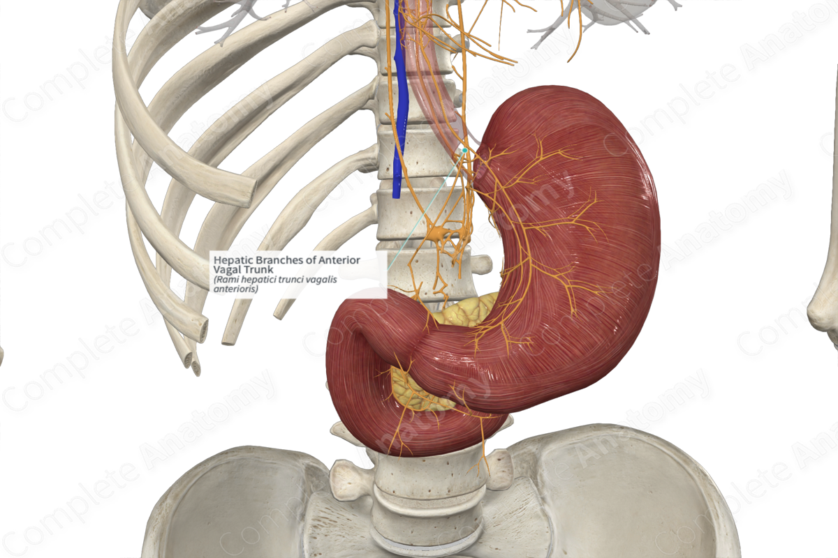 Hepatic Branches of Anterior Vagal Trunk