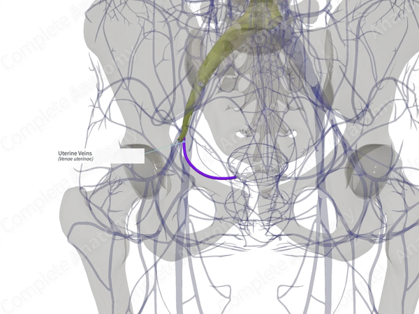 Uterine Veins (Left)