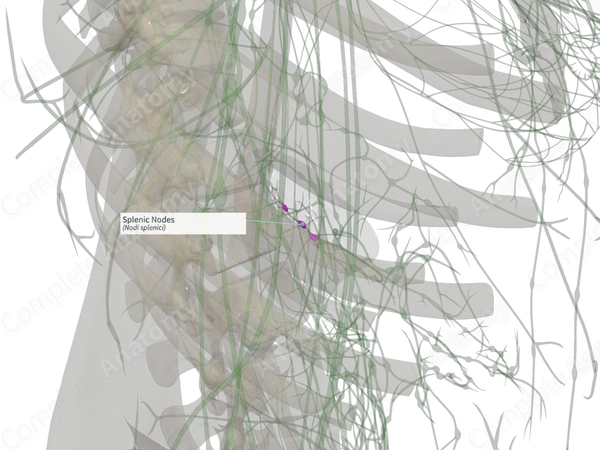 Splenic Nodes
