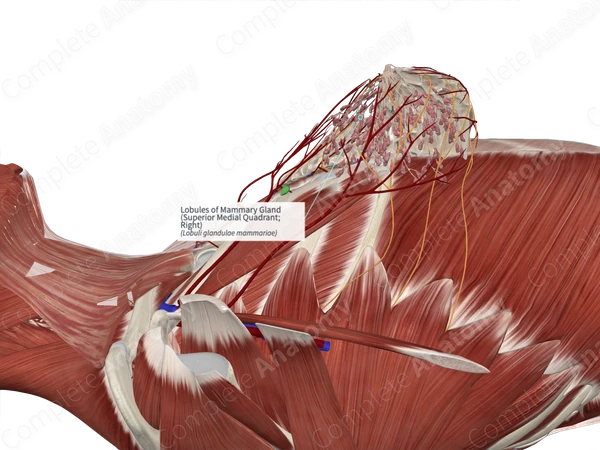 Lobules of Mammary Gland (Superior Medial Quadrant; Right)