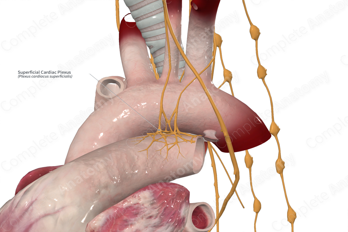 Superficial Cardiac Plexus