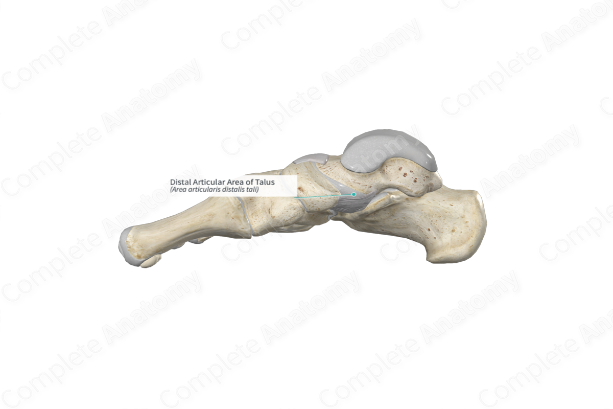 Distal Articular Area of Talus 