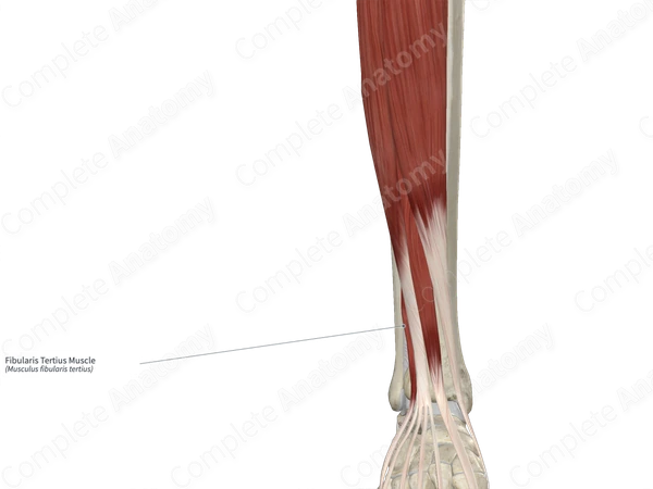 Fibularis Tertius Muscle 