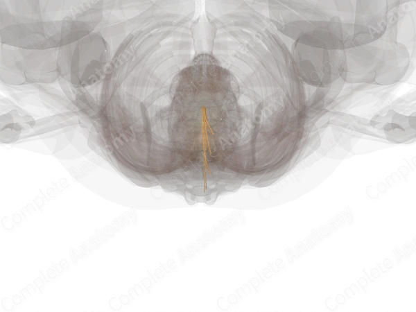 Anterior Roots of Sacral Nerves (Left)