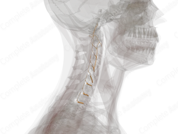Anterior Rami of Cervical Nerves (Left)