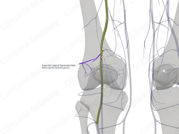 Superior Lateral Genicular Vein (Left)