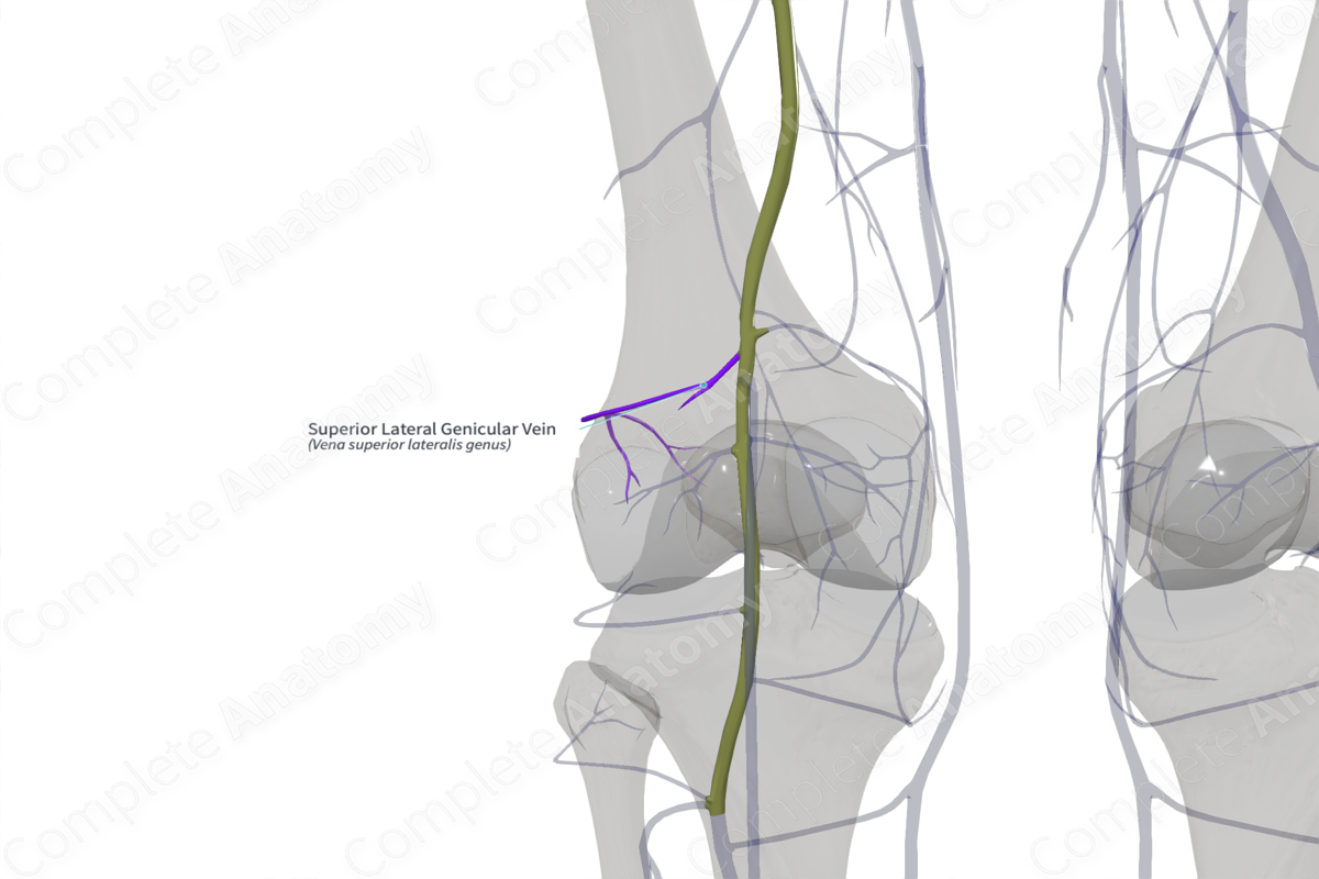 Superior Lateral Genicular Vein (Left)