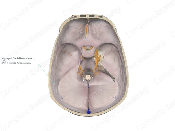 Meningeal Cranial Dura (Calvaria; Right)