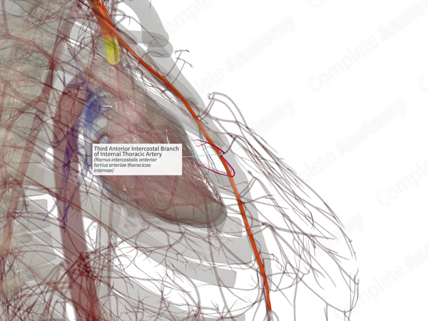 Third Anterior Intercostal Branch of Internal Thoracic Artery (Right)