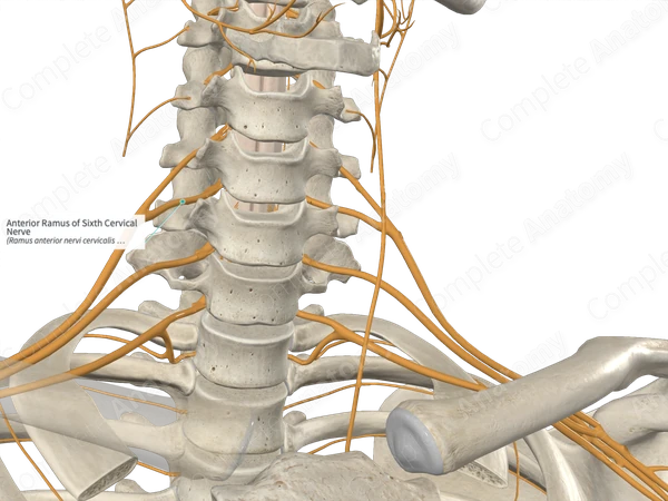 Anterior Ramus of Sixth Cervical Nerve 