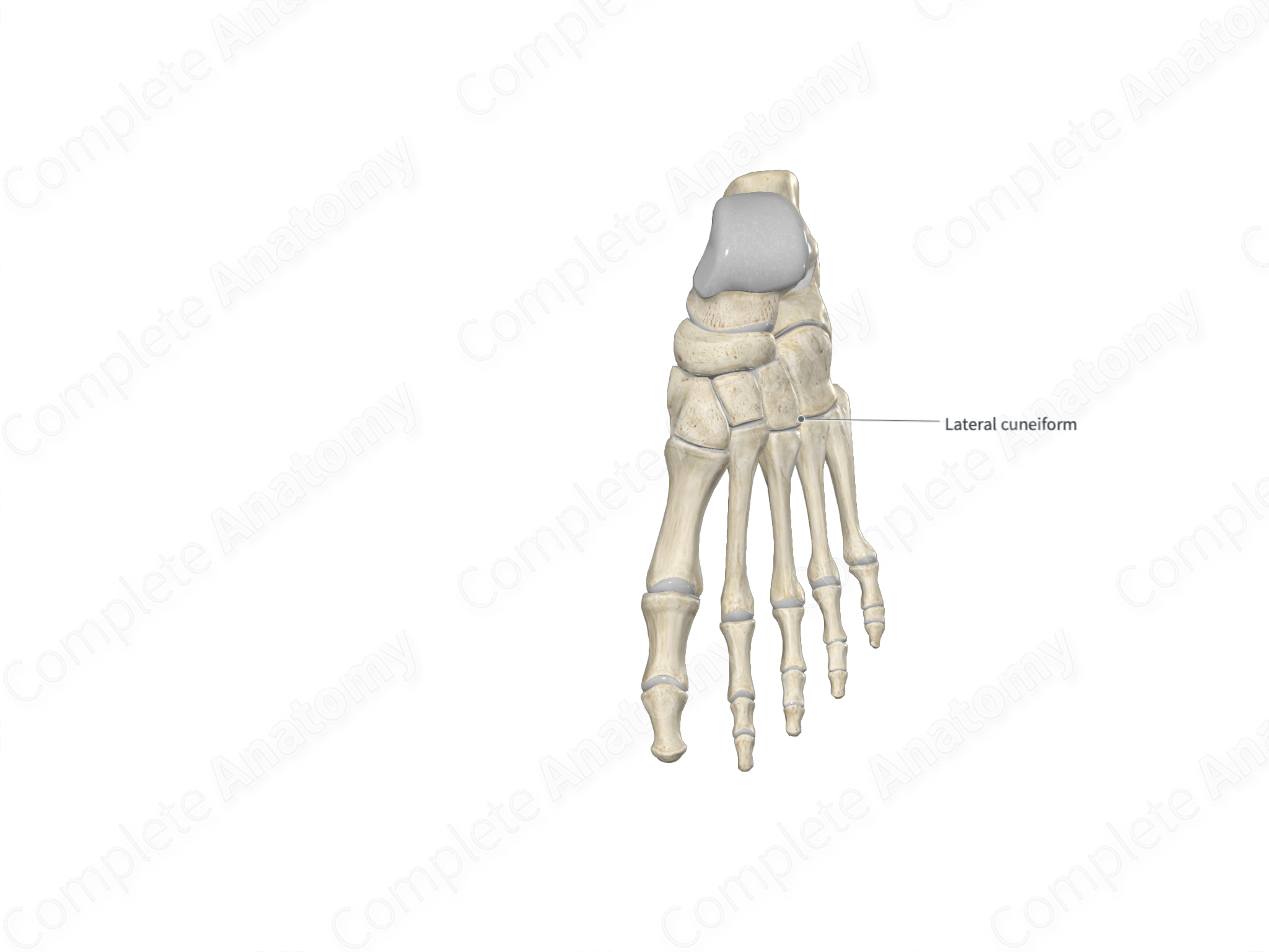 Lateral Cuneiform Bone | Complete Anatomy