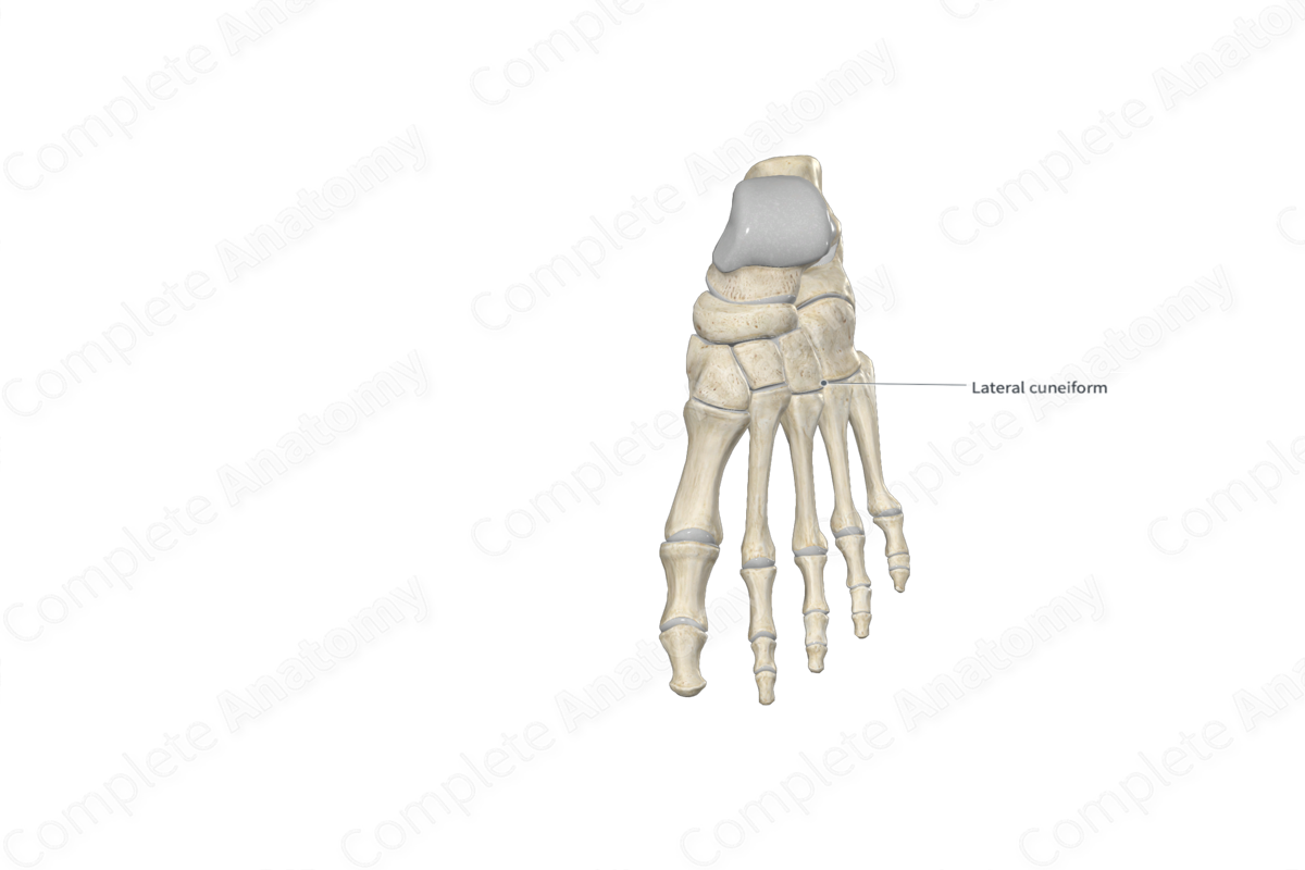 Lateral Cuneiform Bone 