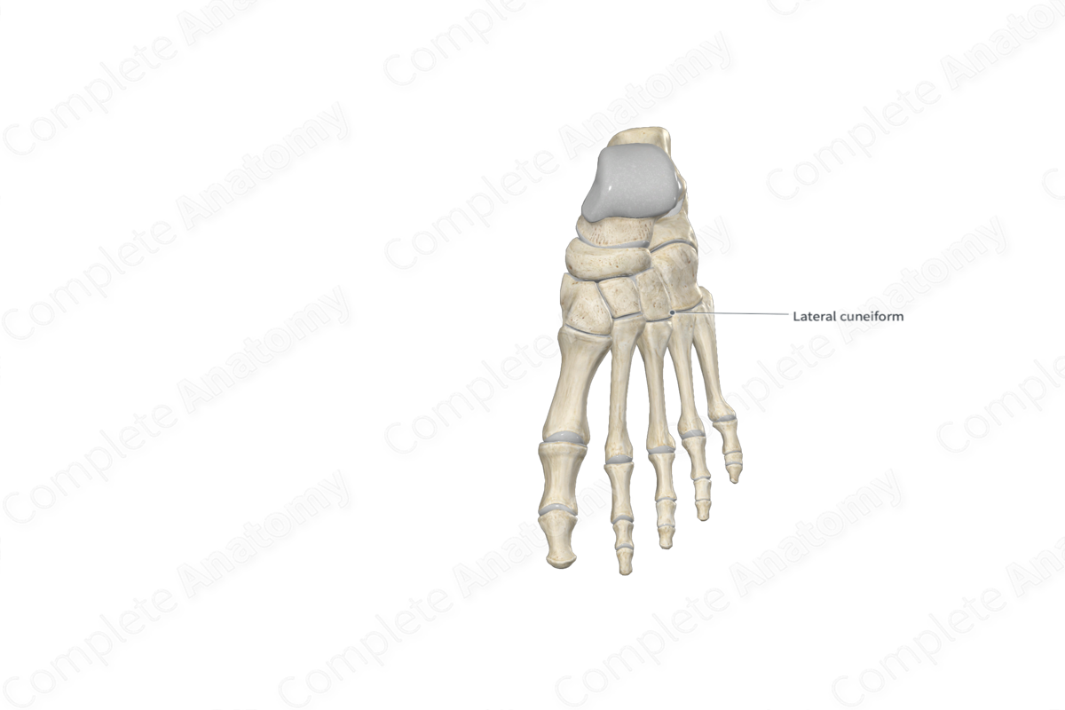 Lateral Cuneiform Bone | Complete Anatomy