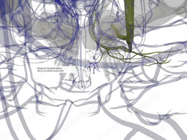 Anterior Scrotal Veins (Right)