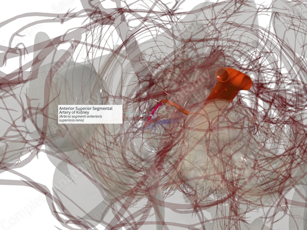 Anterior Superior Segmental Artery of Kidney (Left)