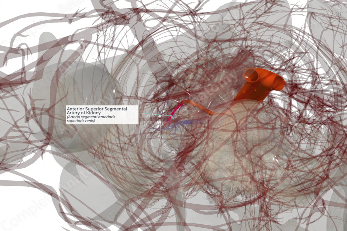 Anterior Superior Segmental Artery of Kidney (Left)