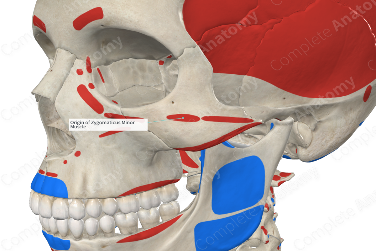 Origin Of Zygomaticus Minor Muscle Complete Anatomy