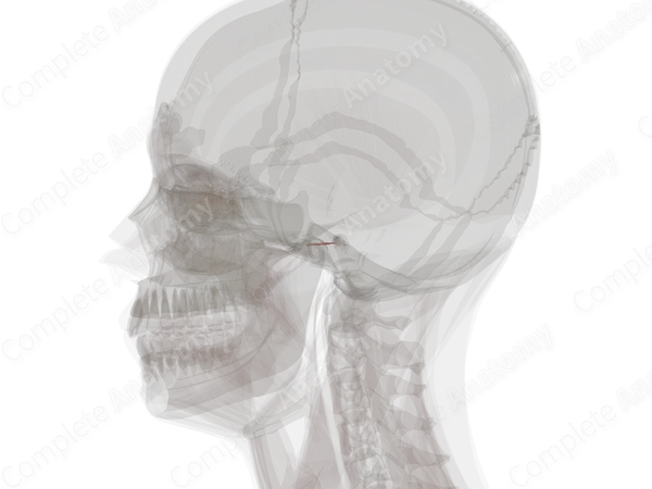 Muscles of Auditory Ossicles (Left)