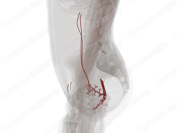 Arteries of Female Internal Genitalia