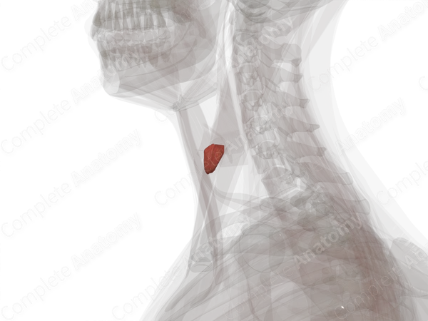 Cricothyroid Muscle (Left)