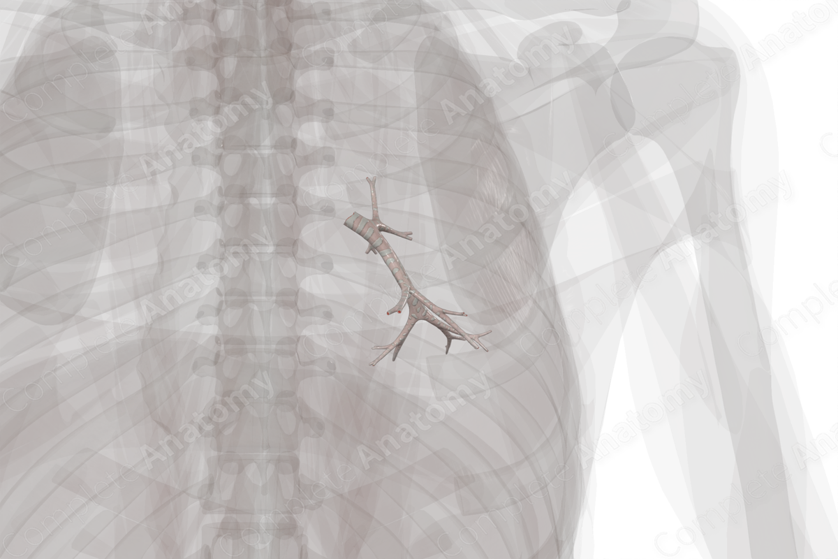 Bronchi of Inferior Lobe of Left Lung | Complete Anatomy