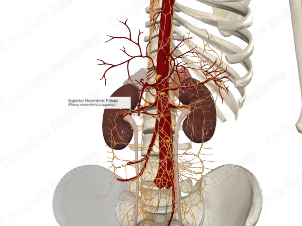 Superior Mesenteric Plexus