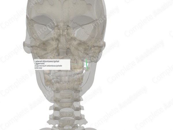Lateral Atlantooccipital Ligament (Right)