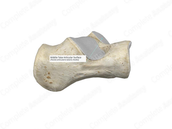 Middle Talar Articular Surface