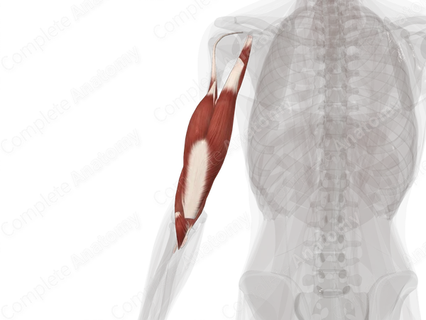 Muscles of Arm (Left)