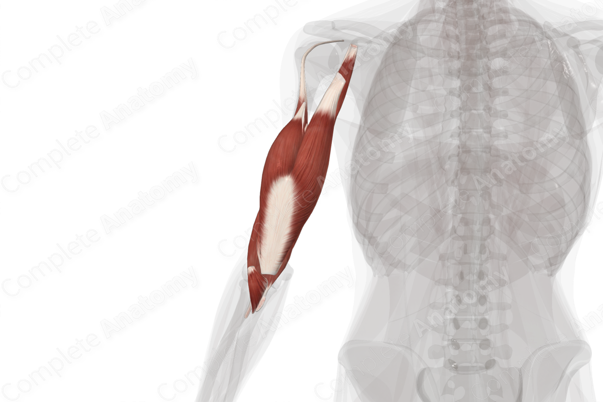 Muscles of Arm (Left)