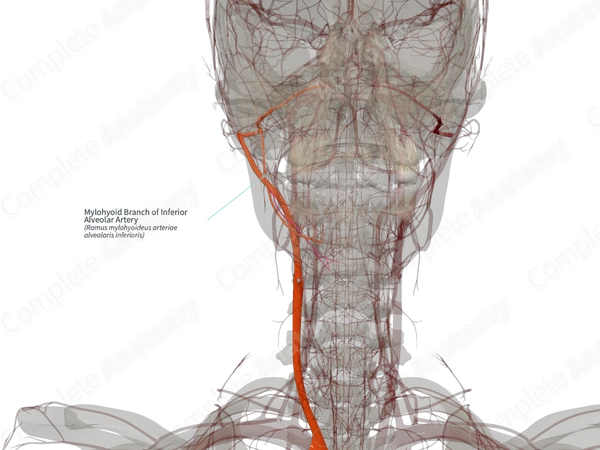 Mylohyoid Branch of Inferior Alveolar Artery (Left)