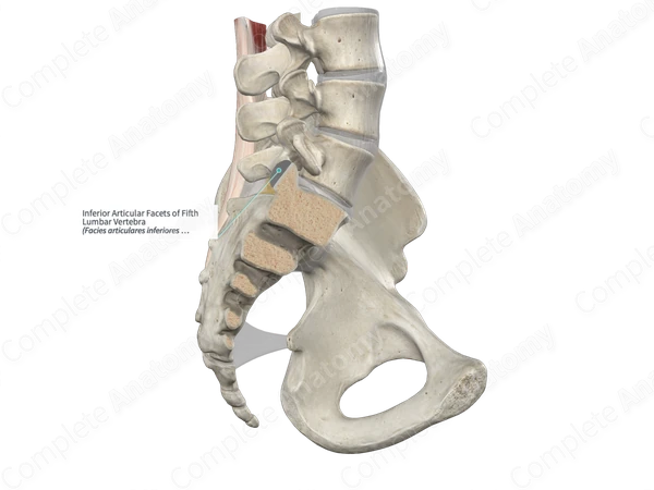 Inferior Articular Facets of Fifth Lumbar Vertebra