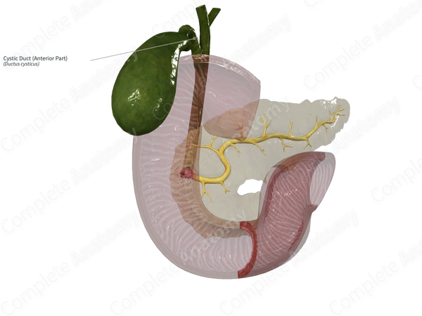 Cystic Duct (Anterior Part)