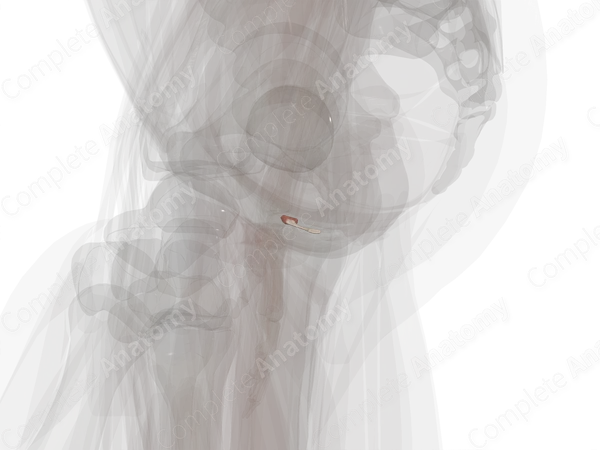 Male External Urethral Sphincter