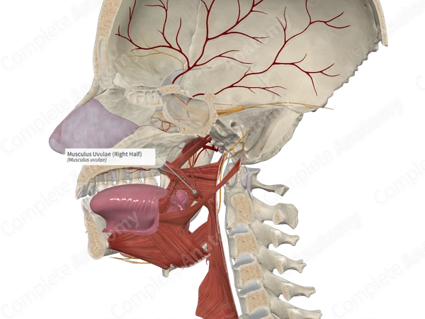 Musculus Uvulae (Right Half)