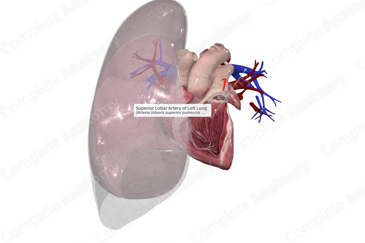 Superior Lobar Artery of Left Lung