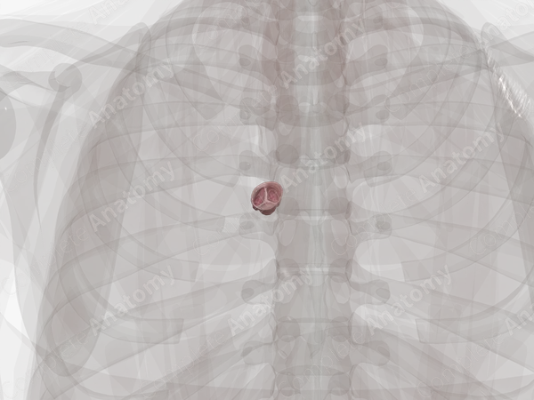 Pulmonary Valve