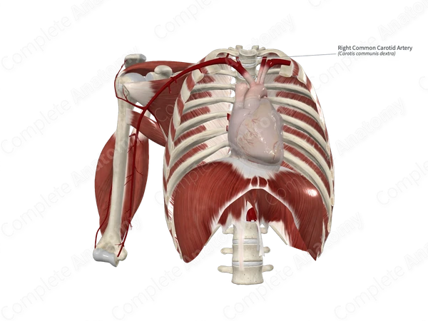 Right Common Carotid Artery